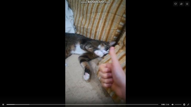 Кот весельчак смотреть онлайн