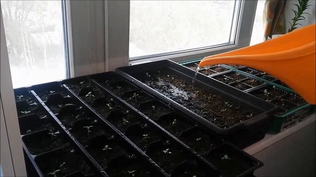 Полив и подкормка рассады.  Кратко, четко и ясно!