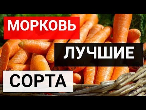 Самые урожайные и вкусные сорта моркови 2021 году смотреть онлайн