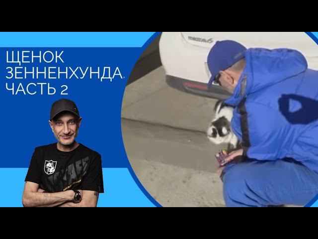 Щенок зенненхунда часть 2 (кот по кличке Кузя) смотреть онлайн