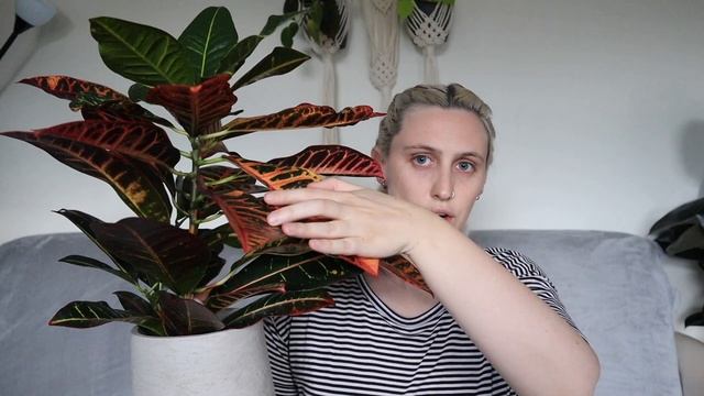 CROTON CARE | Codiaeum Variegatum Care Tips & Tricks смотреть онлайн