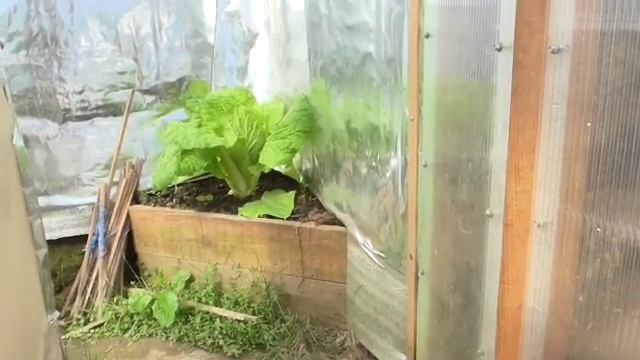 Выращивание пекинской капусты. Первый опыт. смотреть онлайн