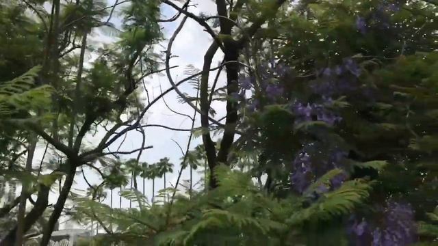 Jacaranda tree, ajisai flowers ? ФИАЛКОВОЕ ДЕРЕВО И ГОРТЕНЗИЯ смотреть онлайн
