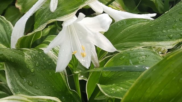 Хоста подорожниковая Грандифлора / Hosta Plantaginea Grandiflora