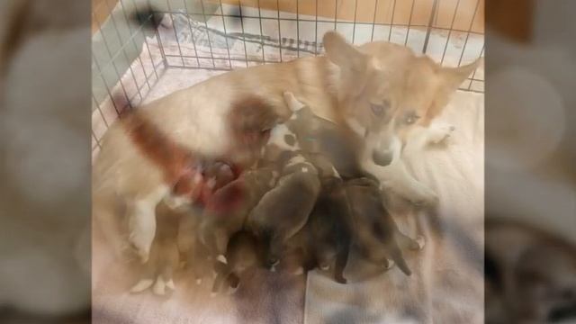 Забавные животные. Забавные и милые собаки и щенки. смотреть онлайн