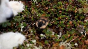 Кто такие ЛЕММИНГИ? Образ жизни грызунов?яХрумка