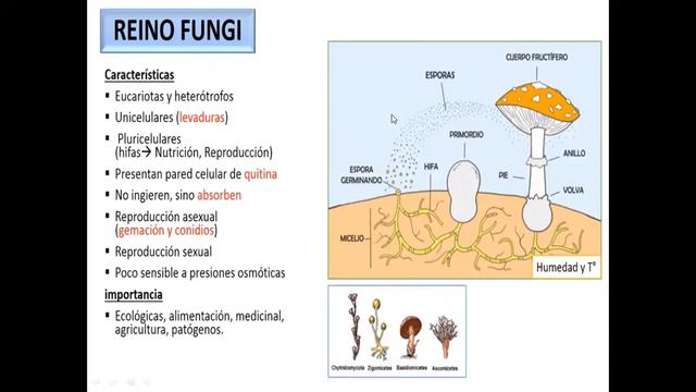 SECUNDARIA| 5to-GAUSS| BIOLOGÍA| 15° CLASE| REINO PROTISTA Y REINO FUNGI| PROF: LUIS CASTILLO| 22-0 смотреть онлайн