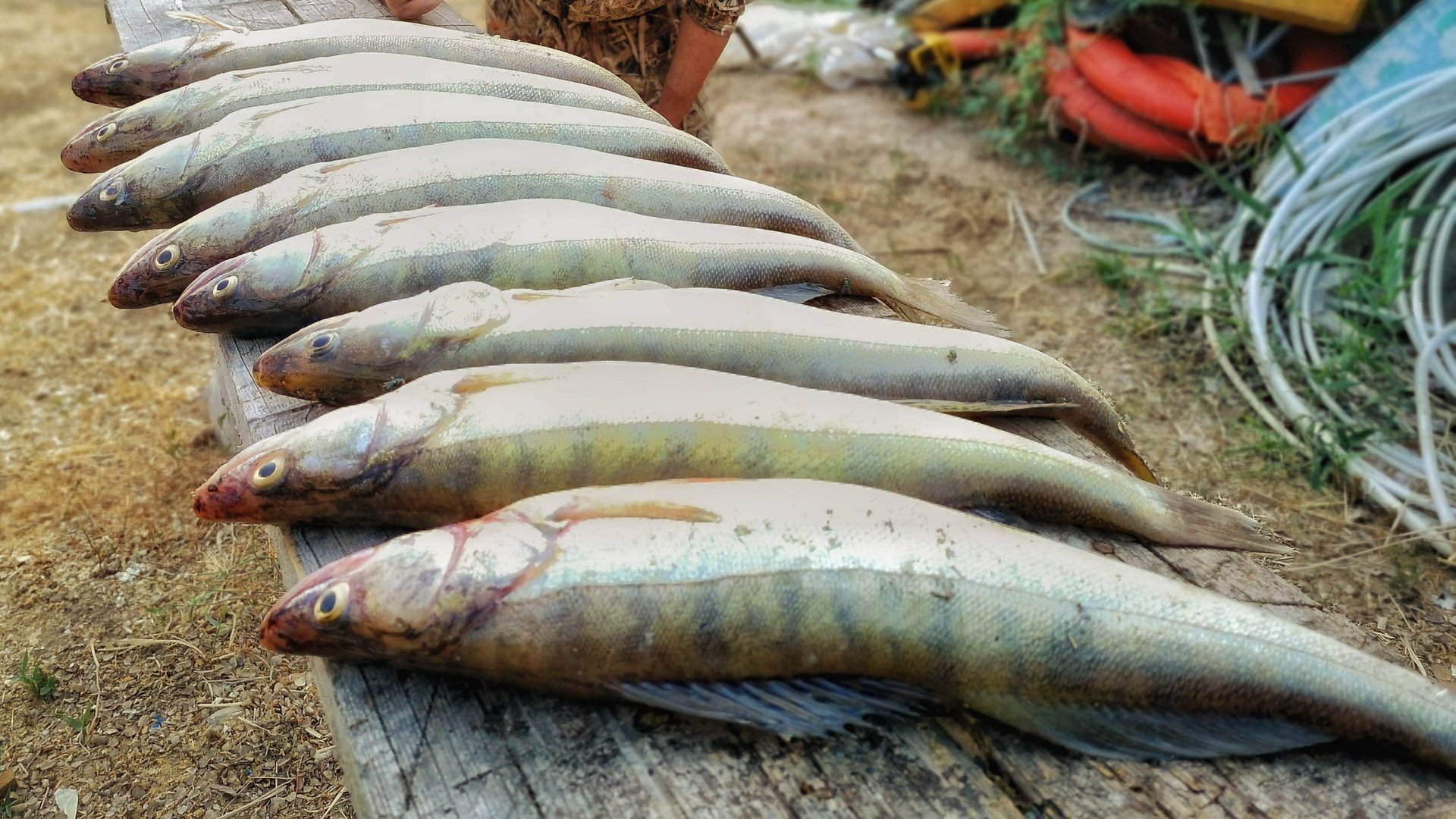 ТРОЛЛИНГ В ОДИН СПИННИГ, Ахтуба, июнь 2019 (часть 1), ловля трофейного судака в МОШКУ. Фильмы ДИВЕРА