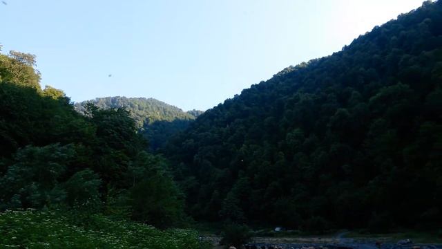 Qafqaz arısı/ Серая горная кавказская пчела/ Caucasian bee смотреть онлайн