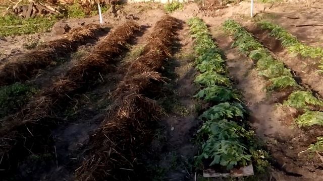 Сажаем картофель по целине. Не копаем на картон.