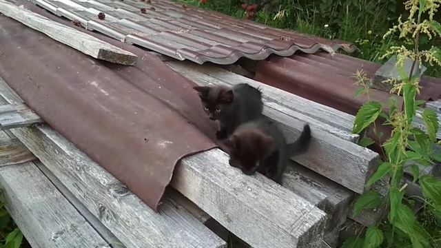 Дикие котята у меня на даче . Wild kittens in my country house смотреть онлайн