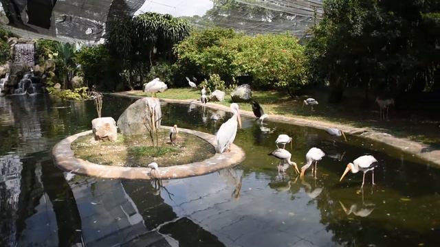 Куала-Лумпур, сад птиц и сад бабочек смотреть онлайн