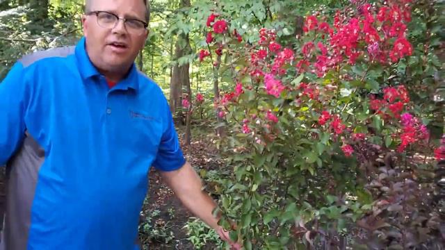 Crape Myrtles Are Blooming! смотреть онлайн
