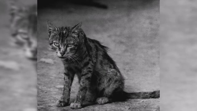 Стих про кота! До слёз. смотреть онлайн