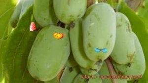 Актинидия аргута Золотая Коса (женский) ? обзор: как сажать, рассада актинидии