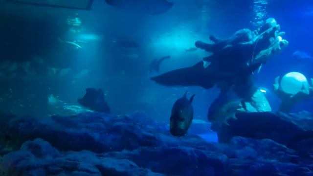 Океанариум в Пусане. Korea. Busan. Sea Life Busan Aquarium. Haeundae Beach