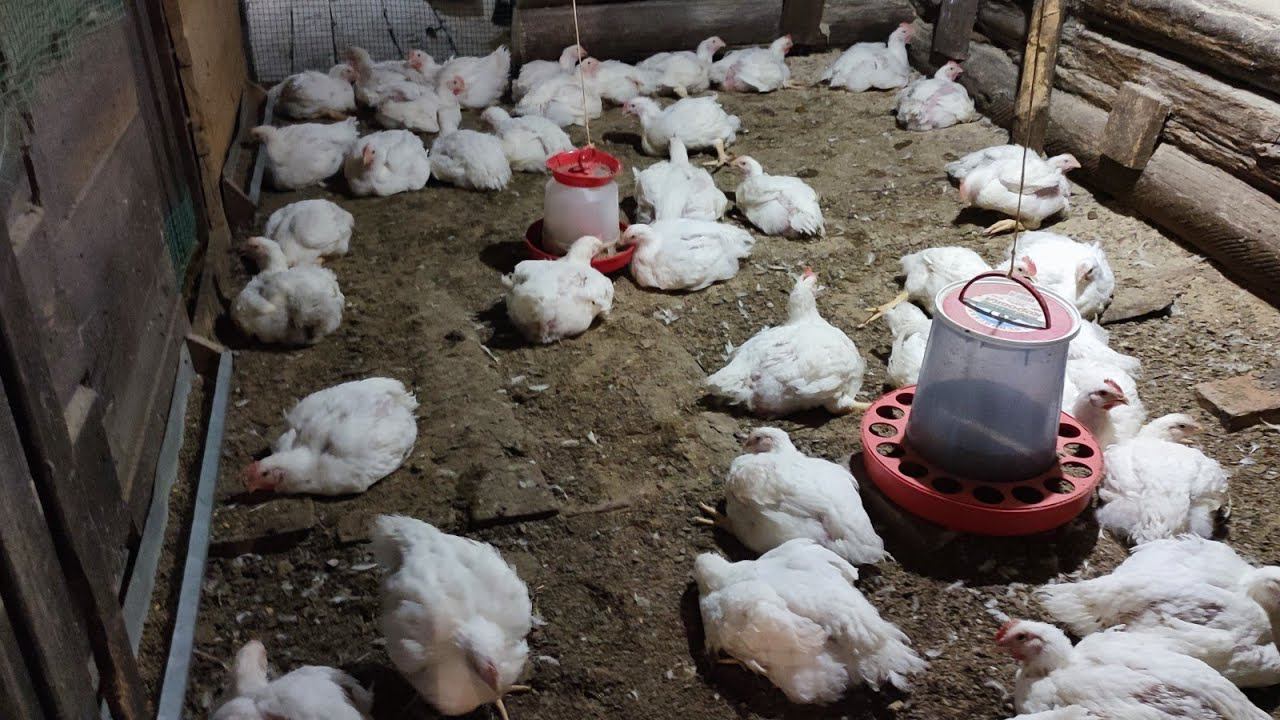 Какая посадка птицы на один квадратный метр курятника Отвечаю на вопрос подписчика смотреть онлайн