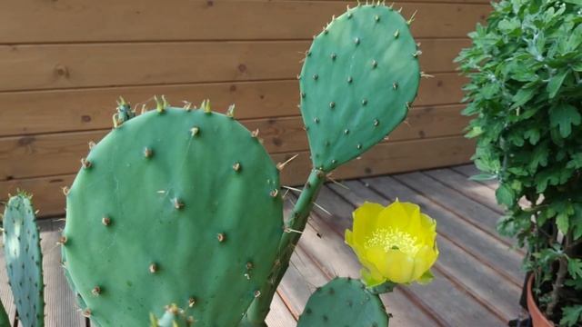 Цветет опунция смотреть онлайн