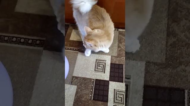 Кошка Семёныч хочет есть. смотреть онлайн