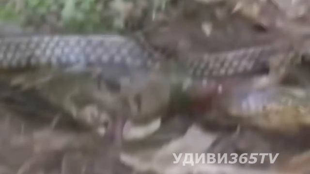 ЗМЕИ. ВЕРСУС! Я НЕ ПОВЕРИЛ, ЧТО ТАКОЕ БЫВАЕТ. Snakes VERSUS! I DON'T BELIEVE WHAT IS смотреть онлайн