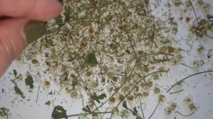 РОМАШКИ МАТРИКАРИИ, КАК ПРОРАСТИТЬ/СЕМЕНА МАТРИКАРИИ