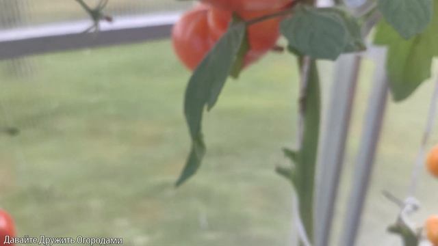 Томат Стенли. Крупный Биколор #томат #помидор #сорт #семена