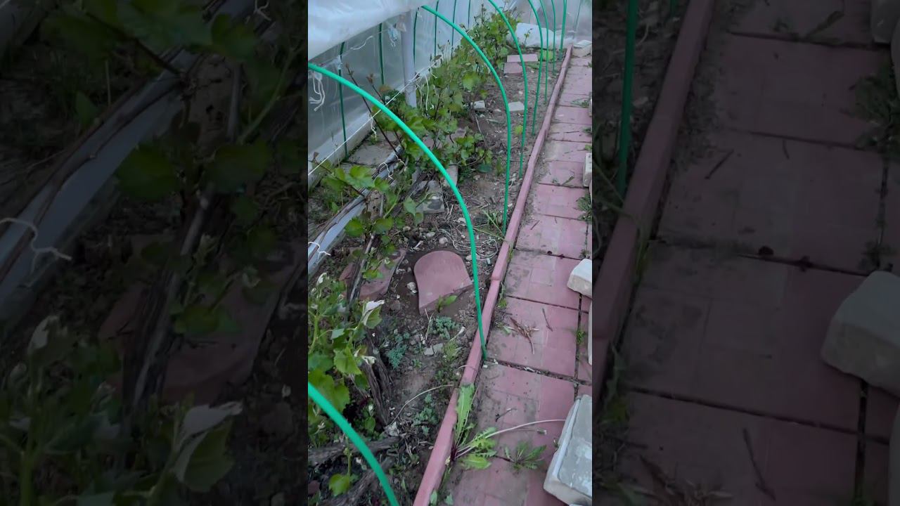 Первые регламентные работы на винограднике под укрытиями . смотреть онлайн