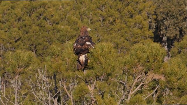 Imperial Eagle vs Golden Eagle смотреть онлайн