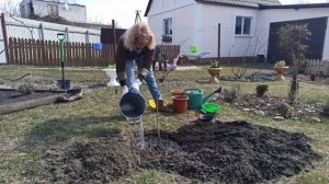 Самое лучшее дерево для дачи. Как сажать альбицию