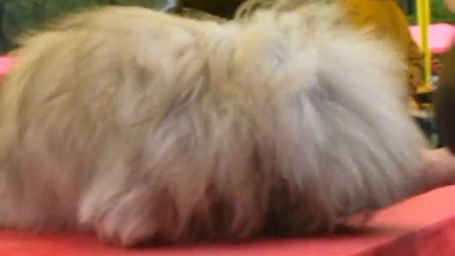SEHT. Dog Show in Moscow. Pappy class. смотреть онлайн