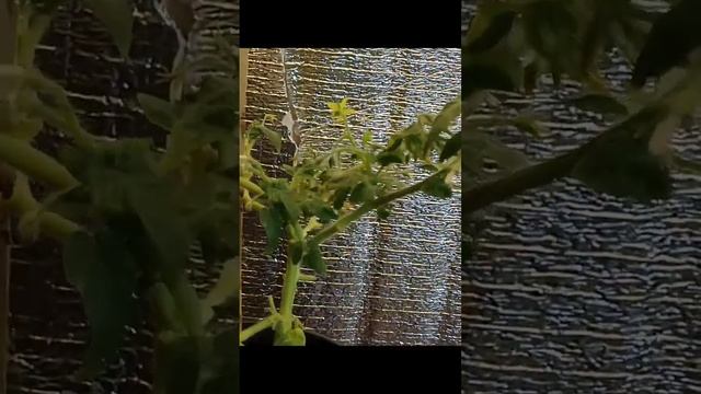 помидоры черри в домашних условиях 2022, выращивание комнатных растений и разведение карпов кои. смотреть онлайн