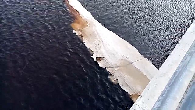 Морской котик на льдине. Красавчик!) смотреть онлайн