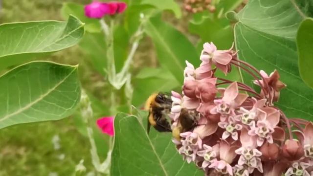 Удивительный мир природы. На одном цветке все виды насекомых!! 🥀🐝🦋 смотреть онлайн
