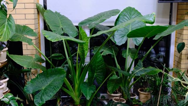 Алоказия макрориза в черноземе Alocasia Macrorrhizos (macrorrhiza)