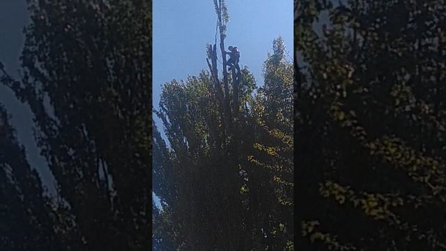 Удаление деревьев Тополь