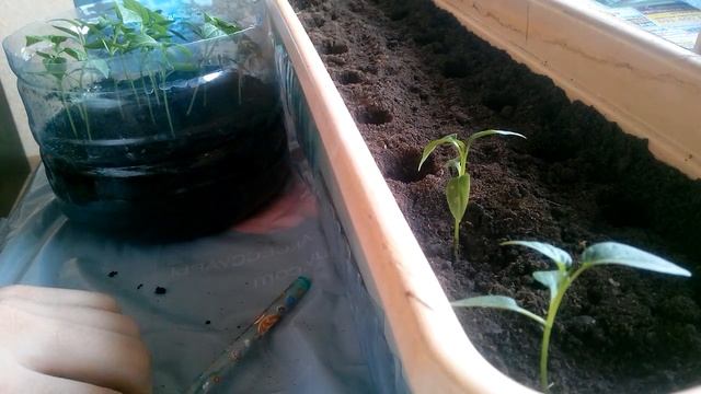 Пикировка рассады // Что это такое, зачем и как делать? смотреть онлайн