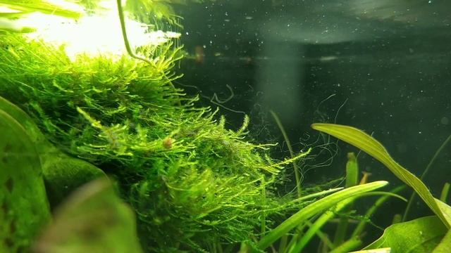 Аквариум на 35 и 20 литров с корягами и живыми растениями смотреть онлайн