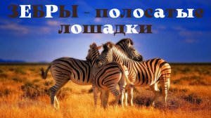 Зебры - полосатые лошадки. Интересные факты о зебрах.
