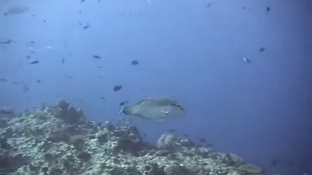 Tui Tai Scuba Diving Rainbow Reef смотреть онлайн