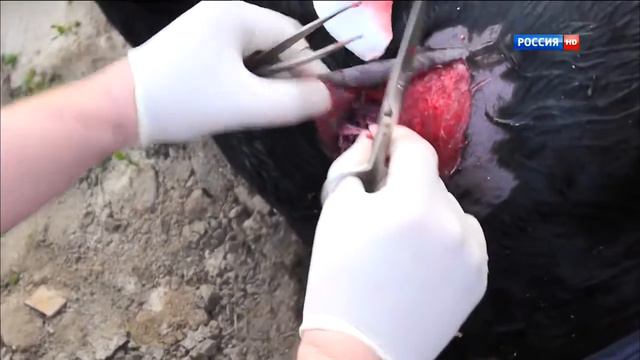 Рейтинг Баженова Человек для опытов Соль Земли смотреть онлайн