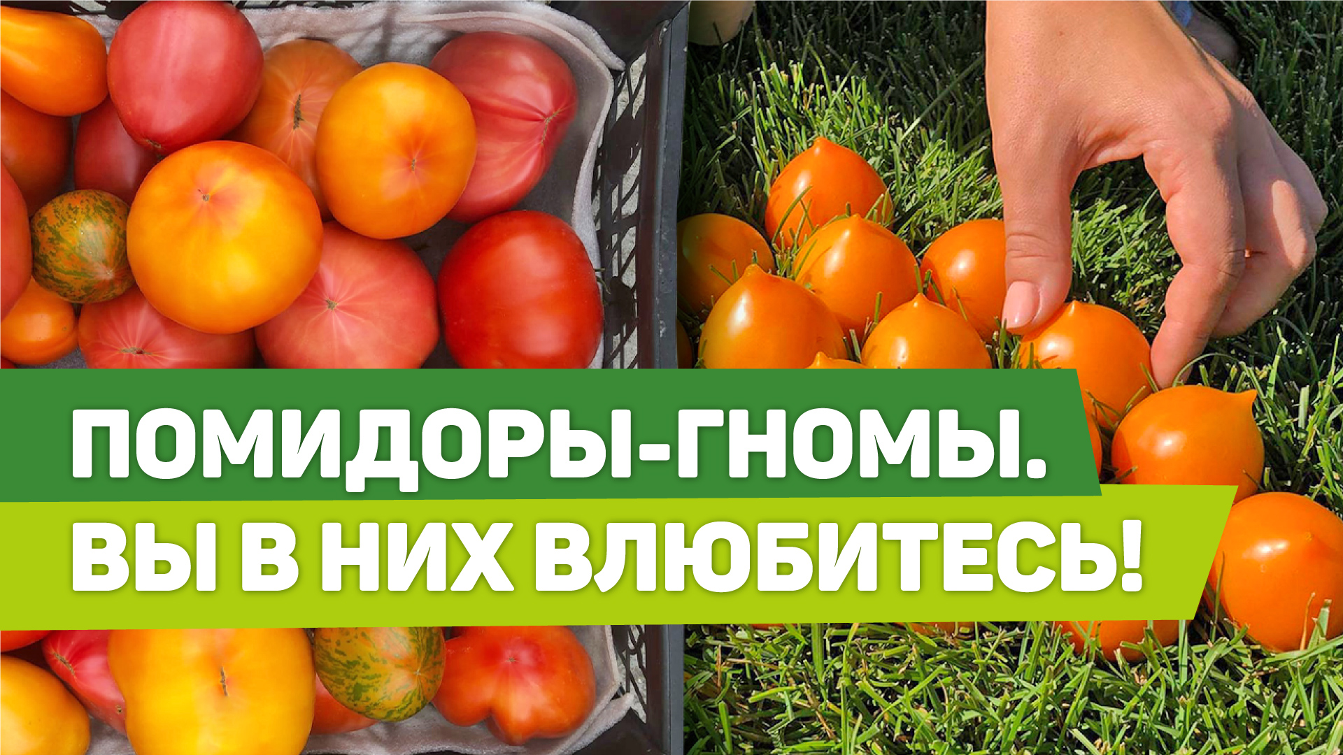 СУПЕР-СОРТА ПОМИДОРОВ. Как выращивать модных гномов. Опыт уральского садовода смотреть онлайн
