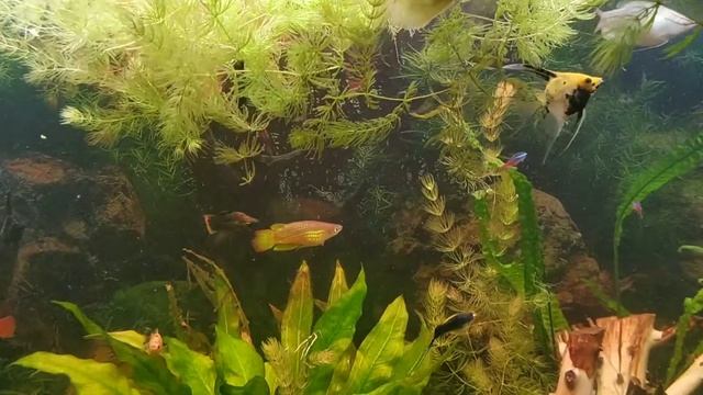 Радужницы неоновые. Пересаживать или нет? смотреть онлайн