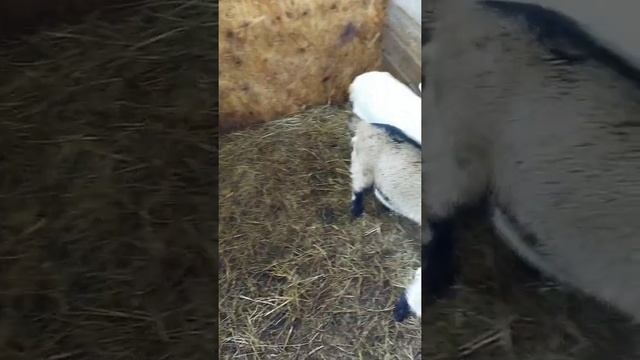 Козочка застряла!!! Бегу спасать! смотреть онлайн