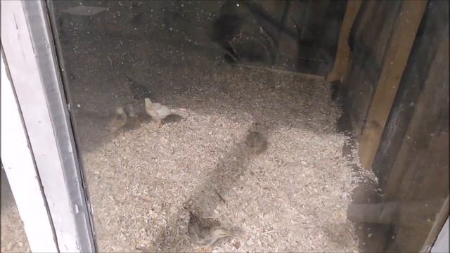 Вылупление птенцов в инкубаторе,часть 2/Переселение птенцов в цыплятник смотреть онлайн