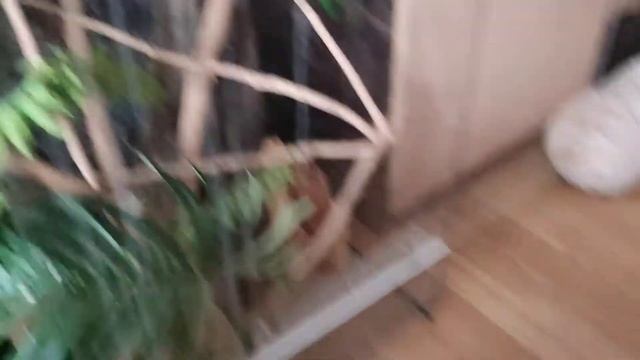 // грустные новости // малыши эублефаров и что случилось с беременность самки фельзумы?// смотреть онлайн