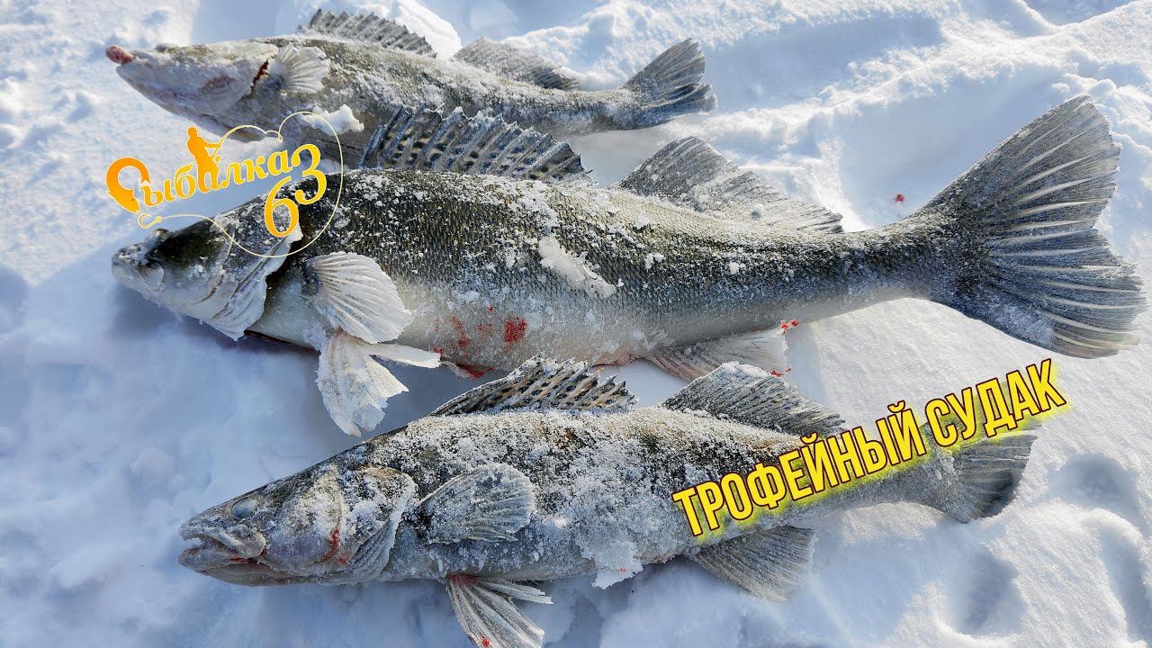 ТРОФЕЙНЫЙ СУДАК НА ЗИМНЕЙ РЫБАЛКЕ. Рыбалка удалась но не у нас смотреть онлайн
