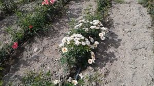 роза андре турка, роза флоранс делатре, роза бул ай, питомник роз полины козловой, rozairum.biz