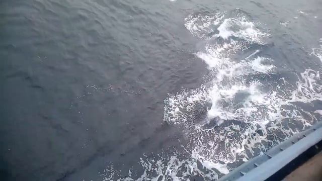 Киты убийцы касатки сахалин смотреть онлайн