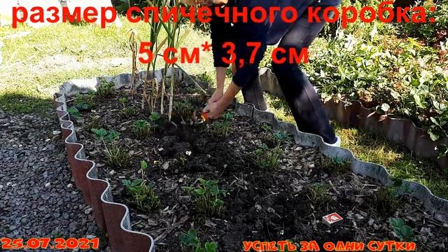 25.07.2021 Урожай ?чеснока 2021. Как вам такой чеснок? смотреть онлайн