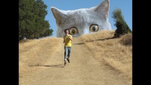 Самые смешные животные  Приколы с котами и собаками